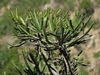 Euphorbia grandidens (Valleybush Euphorbia)