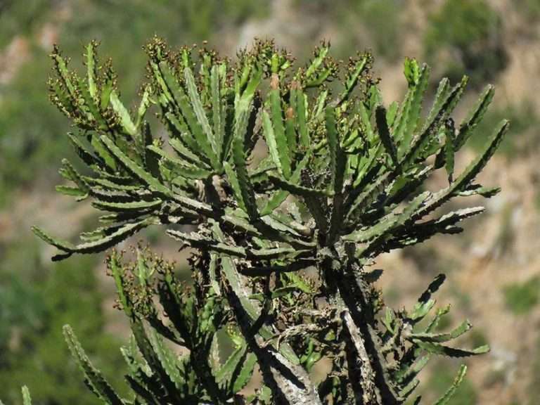 Euphorbia grandidens (Valleybush Euphorbia)