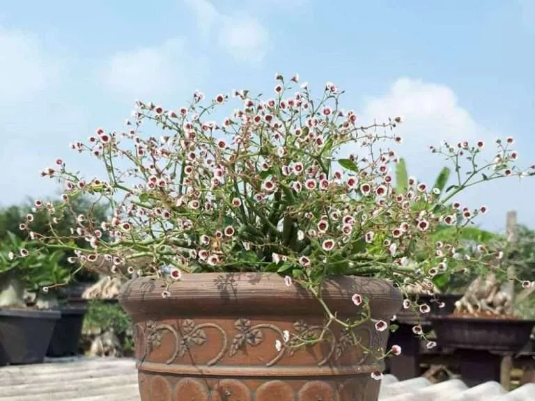 Euphorbia guiengola (Cadena de estrellas)