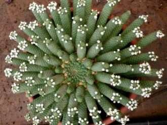 Euphorbia inermis - Corona verde, cabeza de medusa