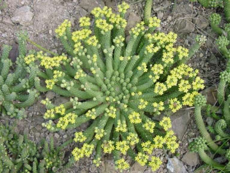 Euphorbia inermis var.  huttonae