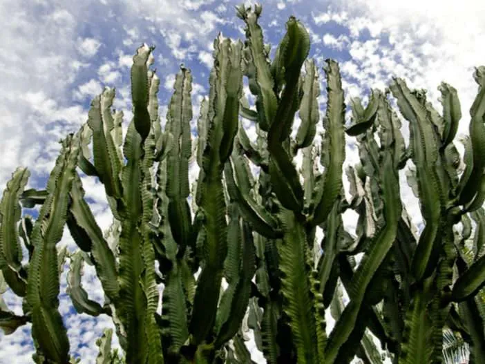 Euphorbia ingens - Árbol candelabro