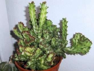 Euphorbia lactea 'Cristata' (cuerno de alce crestado)