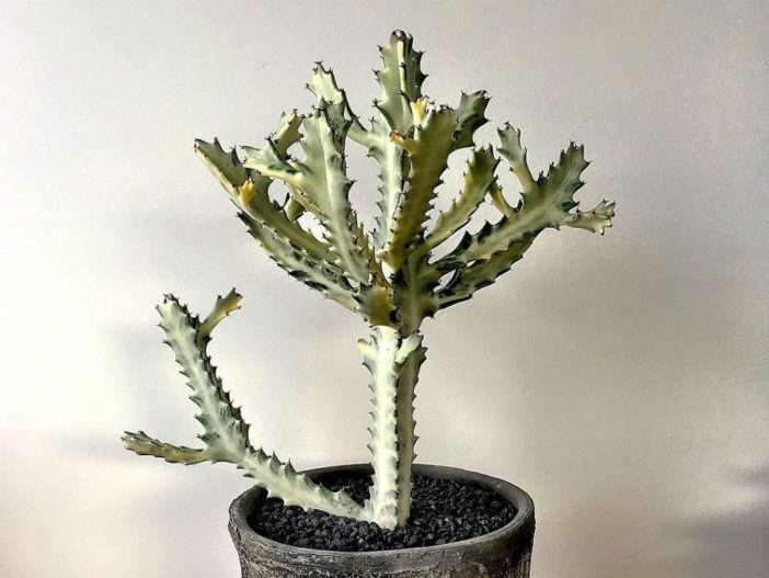 Euphorbia lactea 'Fantasma Blanco' (Fantasma Blanco Candelabro Spurge)