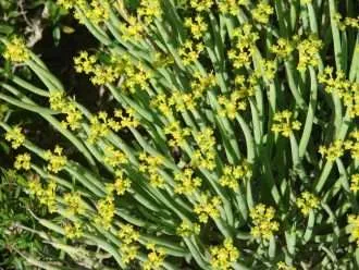 Euphorbia mauritanica (leche de lápiz)