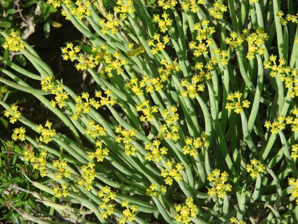 Euphorbia mauritanica (leche de lápiz)