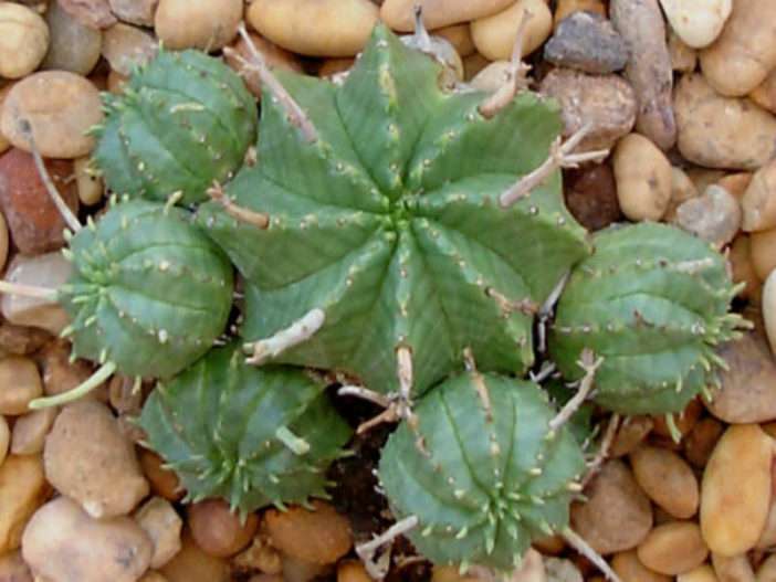 Euphorbia meloformis (Melón Spurge)