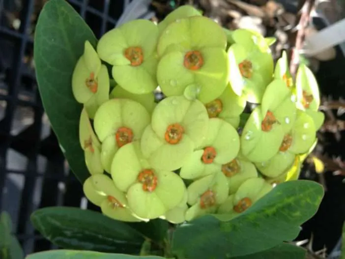Euphorbia milii 'Amarillo prímula'