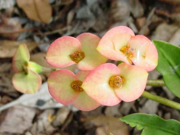 Euphorbia milii var.  roseana (corona de espinas)