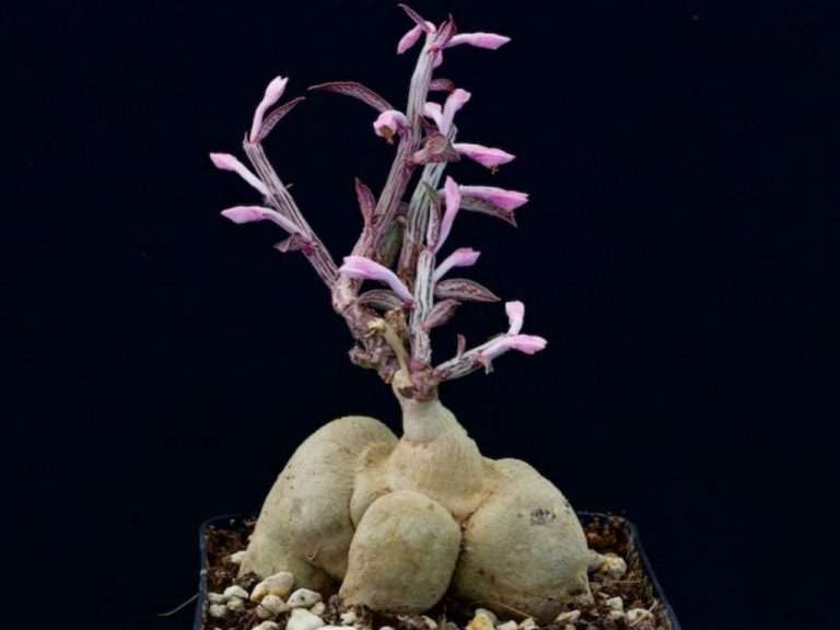 Euphorbia neorubella (Red Monadenium) también conocido como Monadenium rubellum