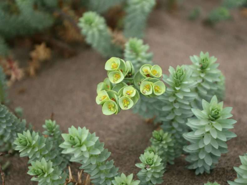 Euphorbia paralias - Mar Spurge