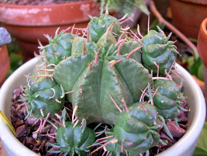 Euphorbia pulvinata - Euphorbia alfiletero