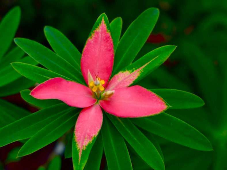Euphorbia punicea - Flor de Pascua de Jamaica