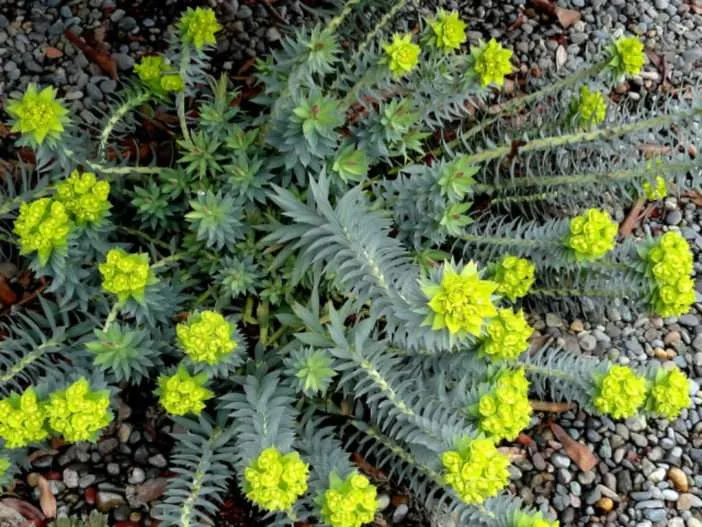 Euphorbia rigida - Upright Myrtle Spurge