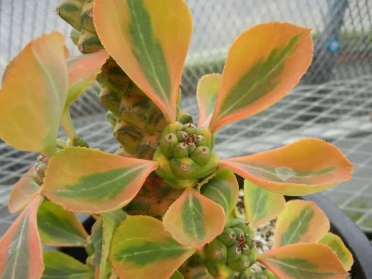 Euphorbia ritchiei 'Variegata'