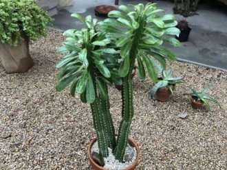 Euphorbia royleana (Sullu Spurge)