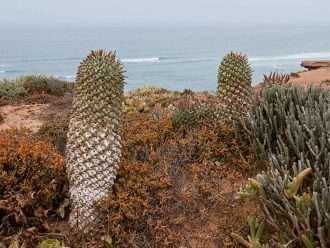 Euphorbia schoenlandii (Brújula Barrelwort)