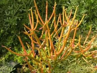 Euphorbia tirucalli 'Rosea' - Árbol de lápiz rojo palos de fuego