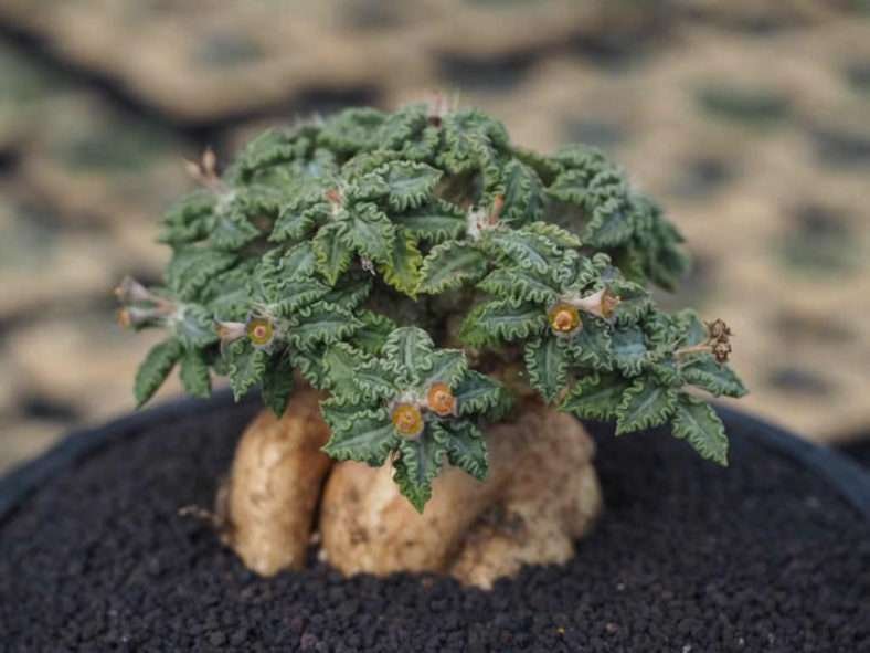 Euphorbia tulearensis