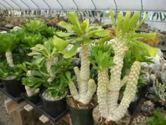 Euphorbia venenifica (Euphorbia cilíndrica)