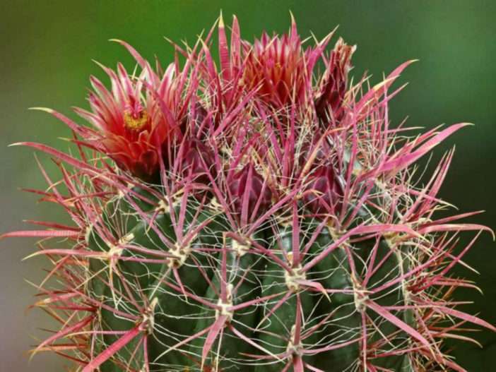 Ferocactus gracilis (cactus barril de fuego)