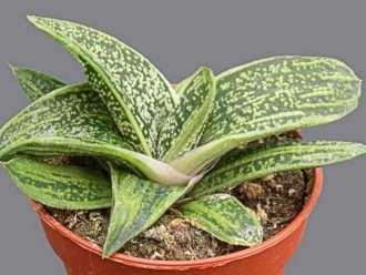 Gasteria 'pequeña verrugosa'