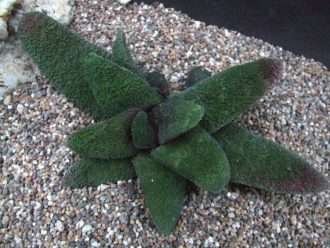 Gasteria batesiana 'Barberton'