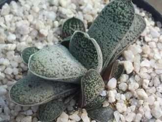 Gasteria baylissiana - Suurberg Gasteria