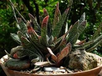 Gasteria bicolor (lengua de abogado)
