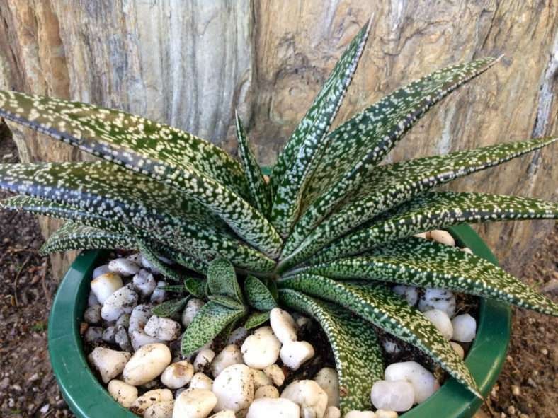 Gasteria carinata var.  verrucosa