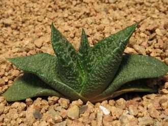 Gasteria nítida - Bathurst Gasteria