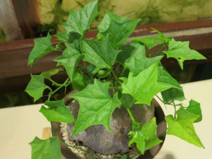 Gerrardanthus macrorhizus (Pie grande)