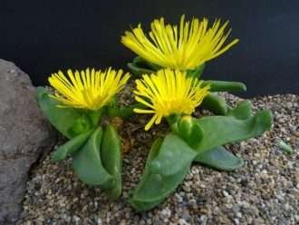 Glottiphyllum depressum (Planta de la lengua)