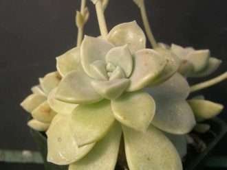 Graptopetalum paraguayense subsp. bernalense - Planta Fantasma