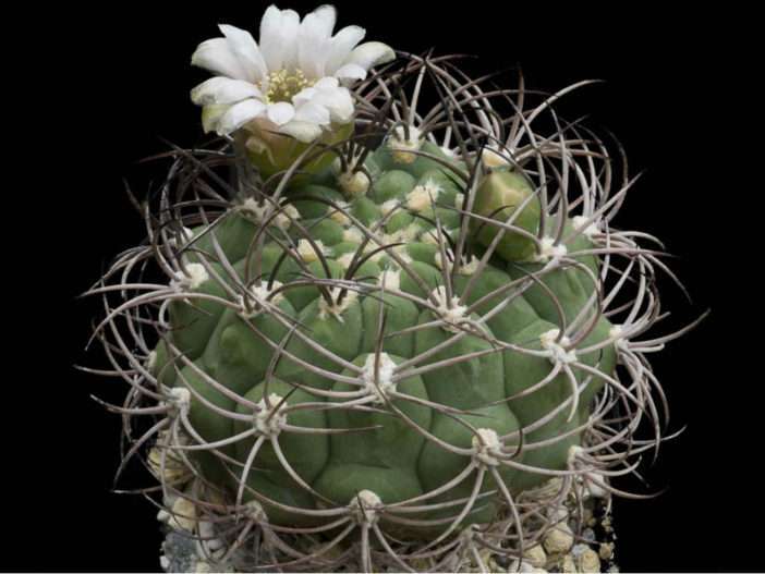 Gymnocalycium saglionis (cactus barbilla gigante)