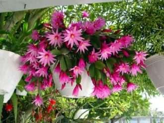 Hatiora × graeseri (Cactus de Pascua)