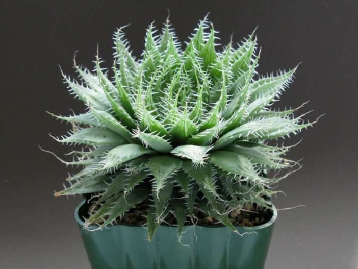 Haworthia arachnoidea (Áloe Telaraña)