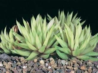 Haworthia cloracantha