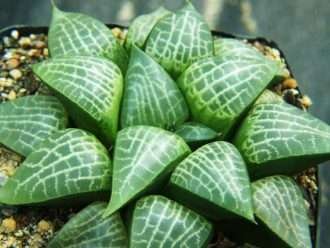 Haworthia emelyae var.  comptoniana también conocida como Haworthia comptoniana