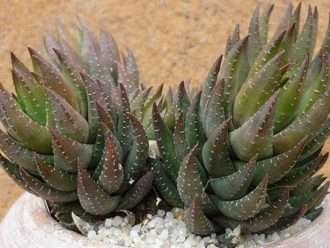 Haworthiopsis coarctata f.  greenii también conocido como Haworthia coarctata f.  greenii