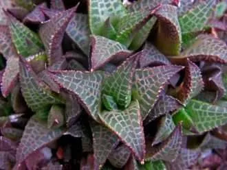 Haworthiopsis tessellata (Veined Haworthia) también conocida como Haworthia tessellata o Haworthia venosa subsp.  teselado