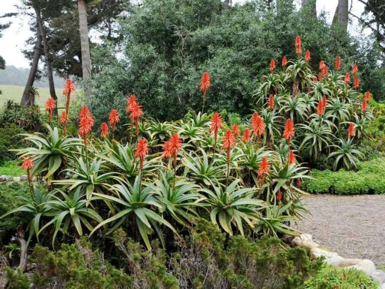 Cultiva y Cuida el Aloe (Aloe arborescens)