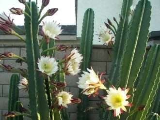Crecer y cuidar Cereus
