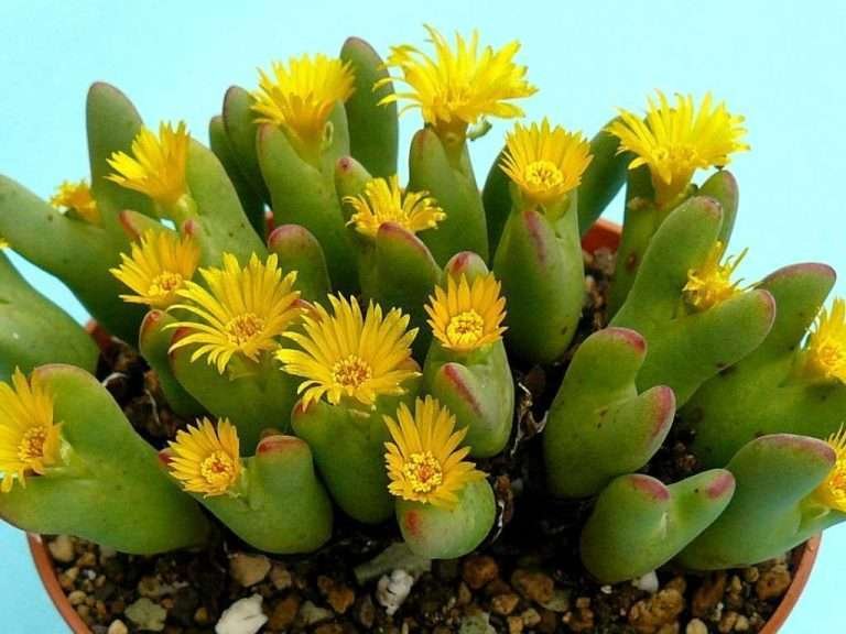 Cultivar y cuidar Conophytum (Conophytum bilobum)