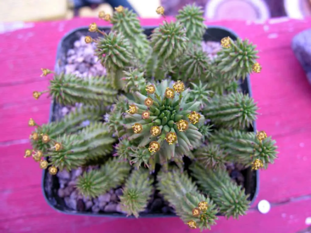 Cultivar y cuidar Euphorbia (Euphorbia suzanne, planta madura)