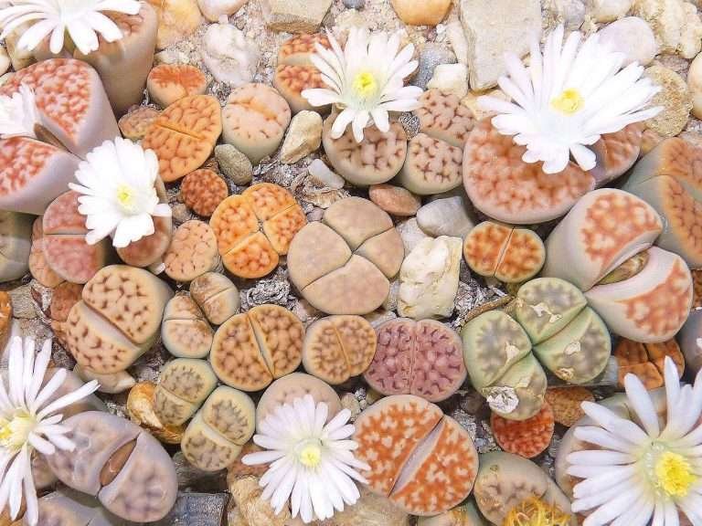 Grow and Care Lithops (mezcla de Lithops)