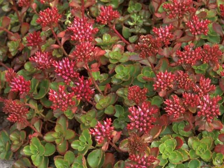 Cultivar y cuidar Phedimus (Phedimus spurium 'Fuldaglut')