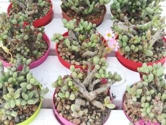 Cultivar y cuidar Tylecodon (Tylecodon schaeferianus)