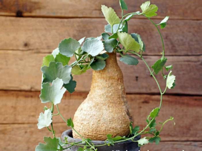 Cultivar y cuidar el pepino de babuino (Kedrostis africana)