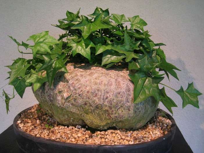 Pie grande (Gerrardanthus macrorhizus)